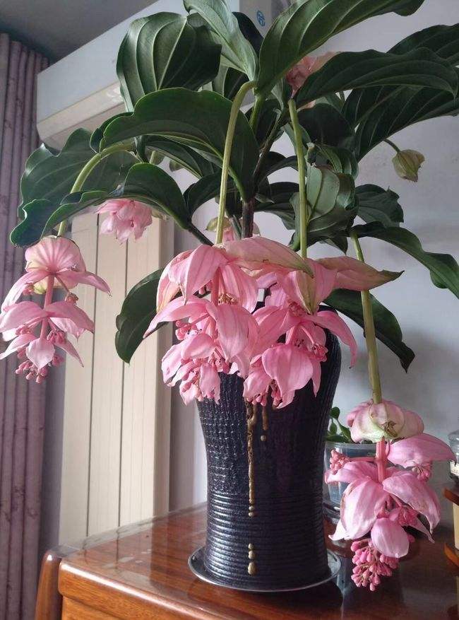 4种“贵族花”,漂亮又难养,价格上千元,养不了一年(比较贵族的名字)