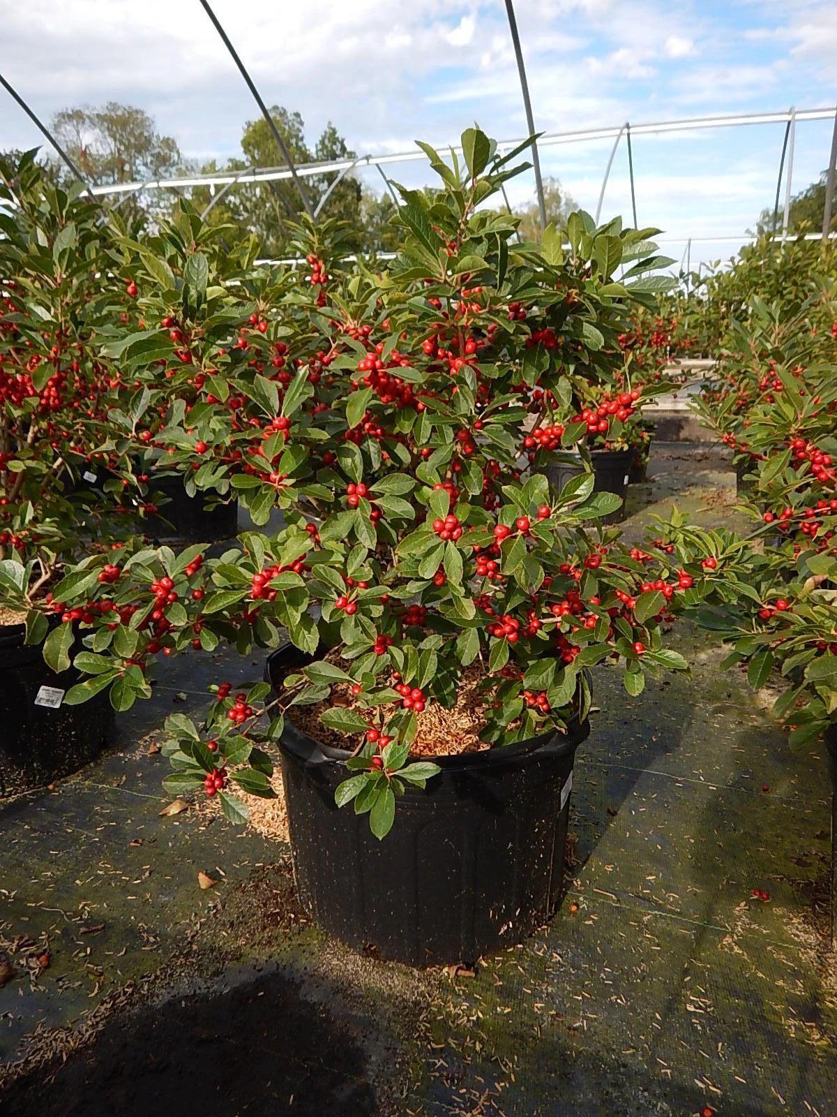 4种“贵族花”,漂亮又难养,价格上千元,养不了一年(比较贵族的名字)