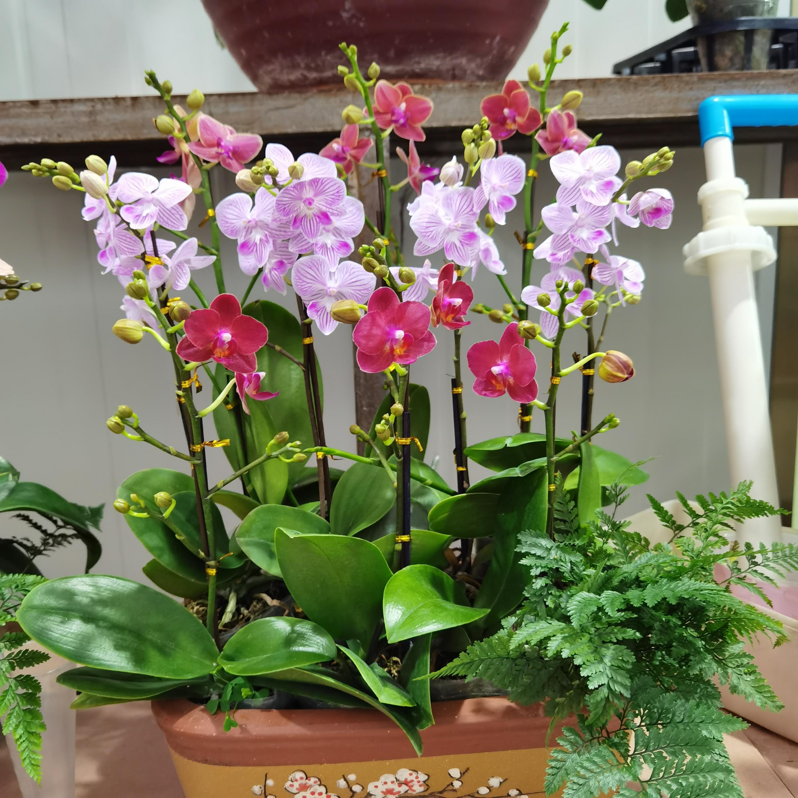 4种“贵族花”,漂亮又难养,价格上千元,养不了一年(比较贵族的名字)