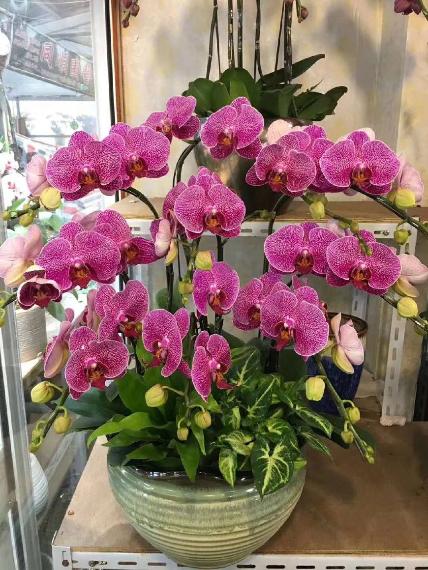 4种“贵族花”,漂亮又难养,价格上千元,养不了一年(比较贵族的名字)