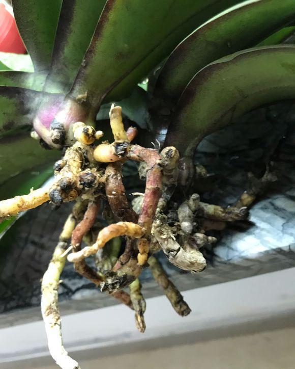 4种“贵族花”,漂亮又难养,价格上千元,养不了一年(比较贵族的名字)