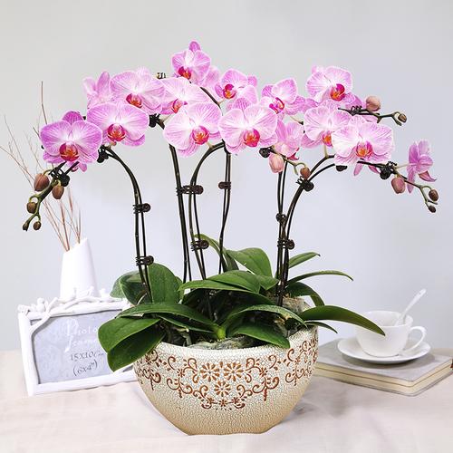 4种“贵族花”,漂亮又难养,价格上千元,养不了一年(比较贵族的名字)