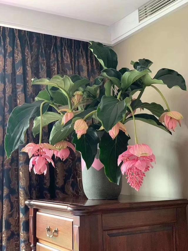 5种“贵族花”,客厅一放,耐荫又高档,美的油画一样(贵族花园图片)