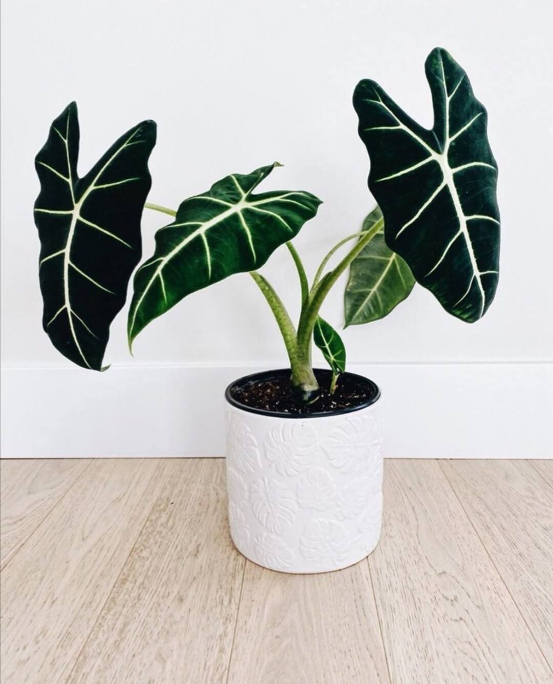 5种“贵族花”,客厅一放,耐荫又高档,美的油画一样(贵族花园图片)