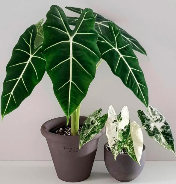 5种“贵族花”,客厅一放,耐荫又高档,美的油画一样(贵族花园图片)