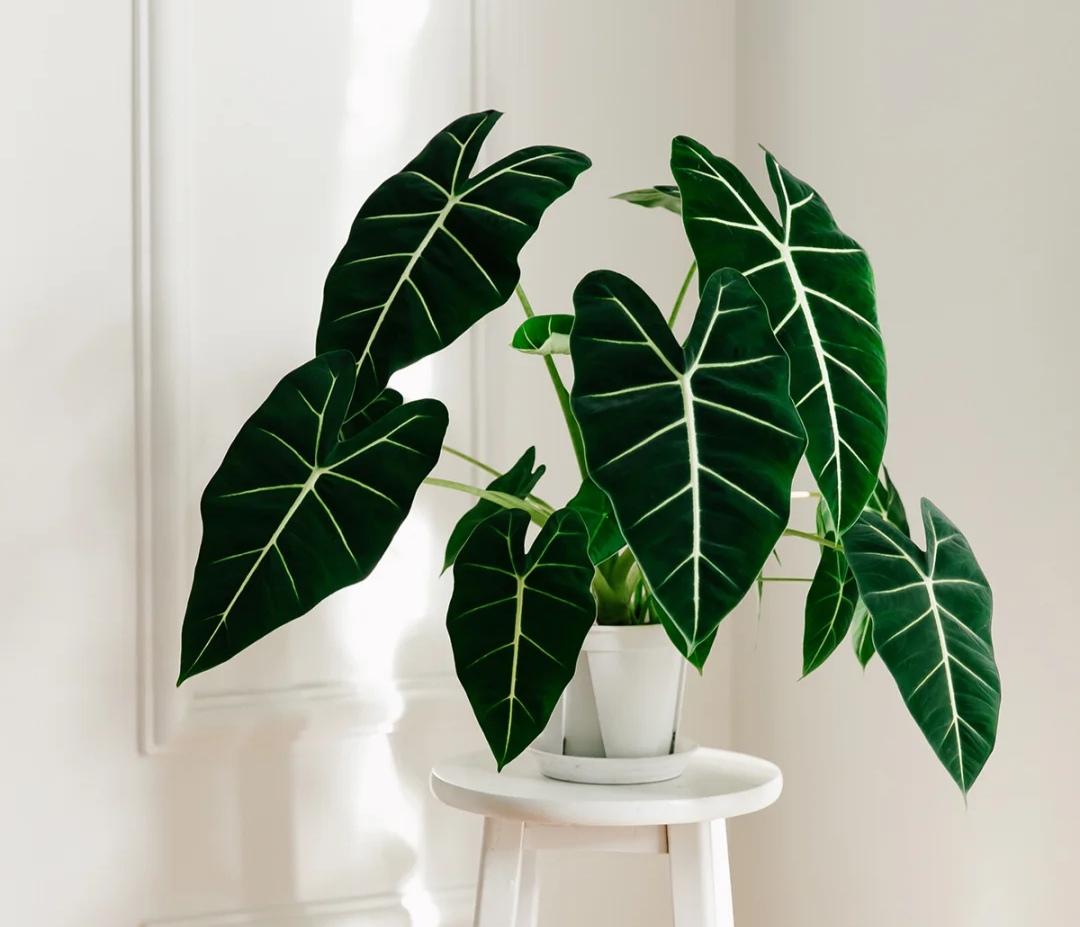 5种“贵族花”,客厅一放,耐荫又高档,美的油画一样(贵族花园图片)