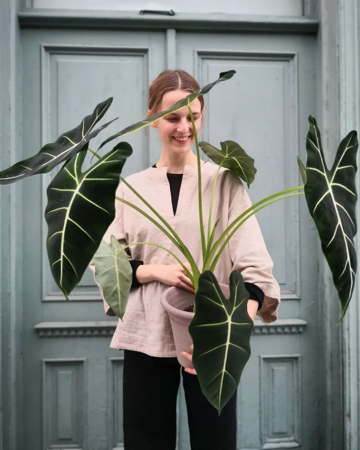 5种“贵族花”,客厅一放,耐荫又高档,美的油画一样(贵族花园图片)