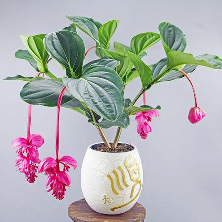 5种“贵族花”,客厅一放,耐荫又高档,美的油画一样(贵族花园图片)