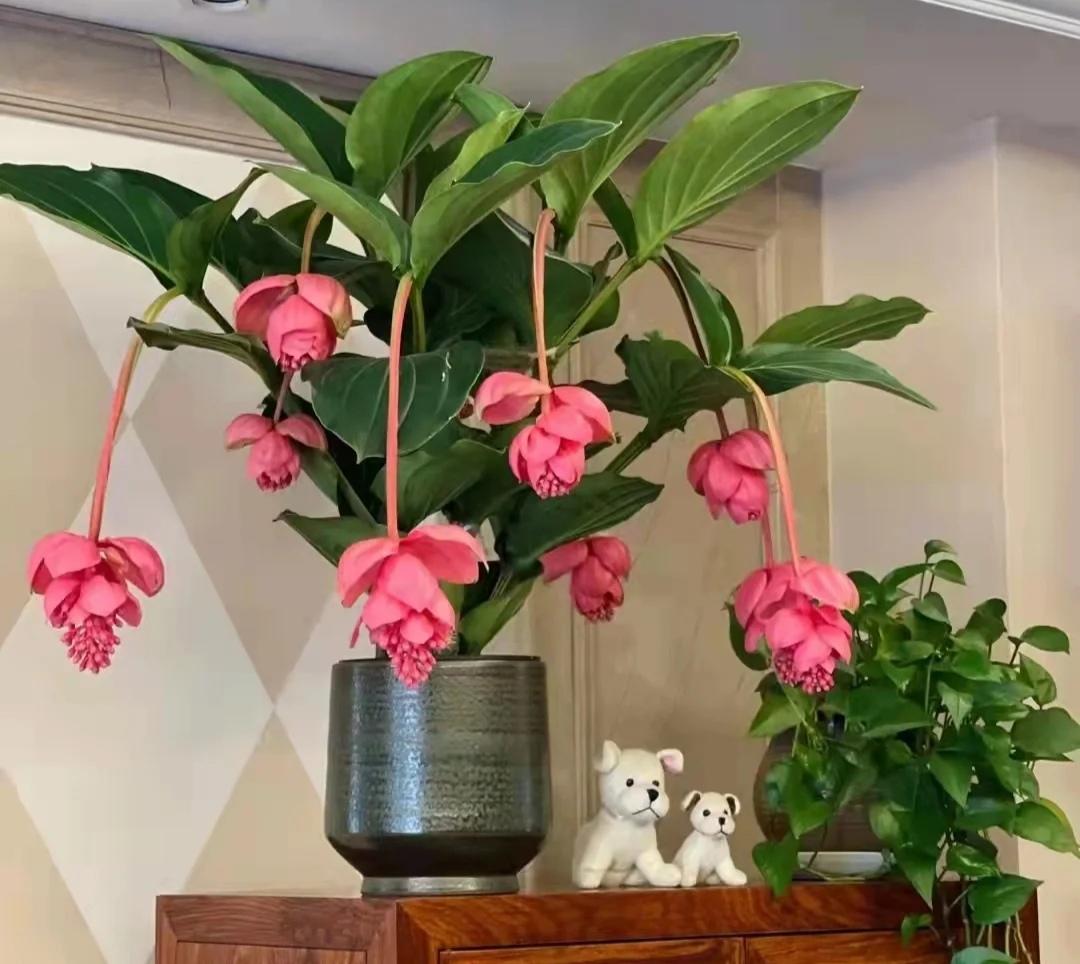 5种“贵族花”,客厅一放,耐荫又高档,美的油画一样(贵族花园图片)