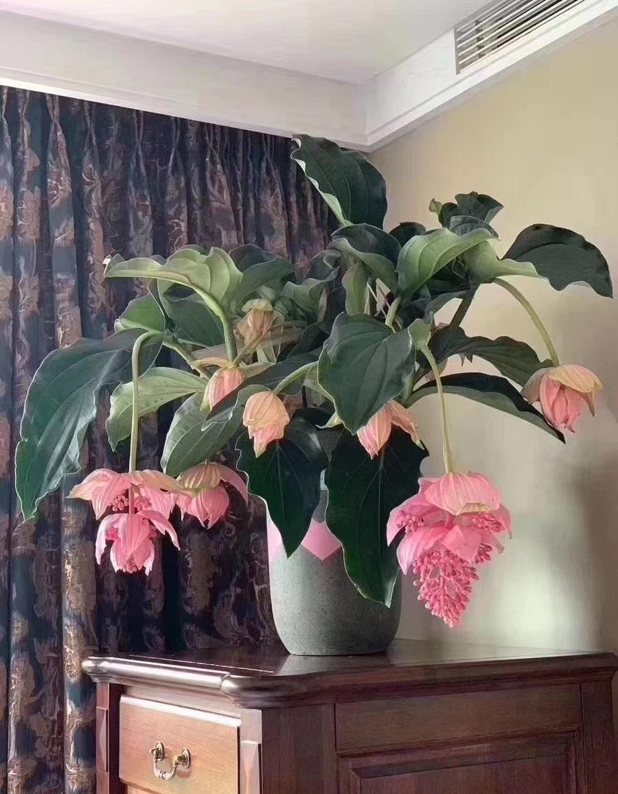 5种“贵族花”,客厅一放,耐荫又高档,美的油画一样(贵族花园图片)