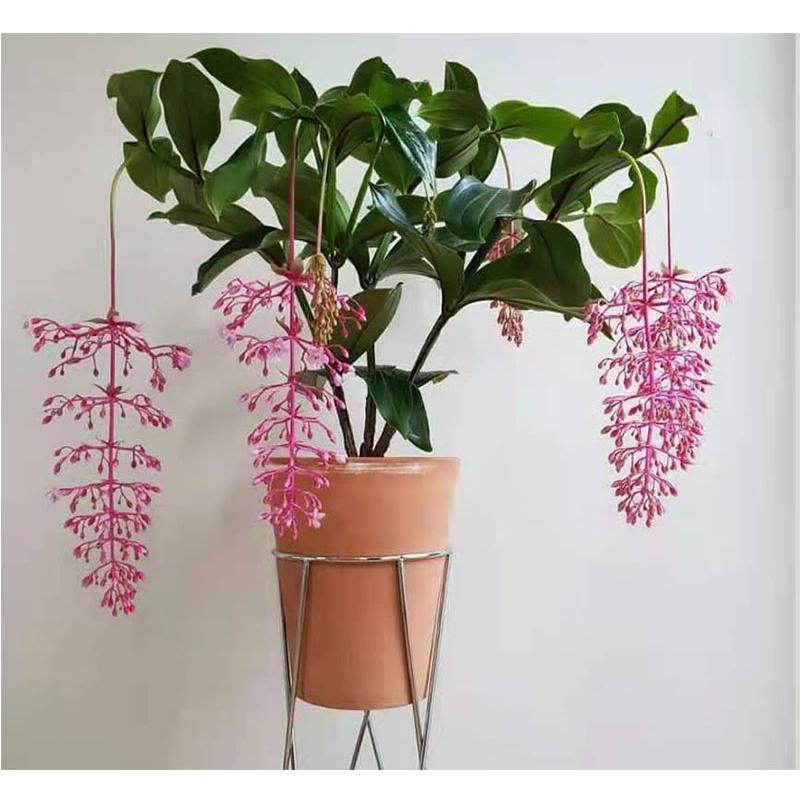 5种“贵族花”,客厅一放,耐荫又高档,美的油画一样(贵族花园图片)