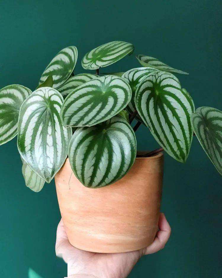 5种“贵族花”,客厅一放,耐荫又高档,美的油画一样(贵族花园图片)