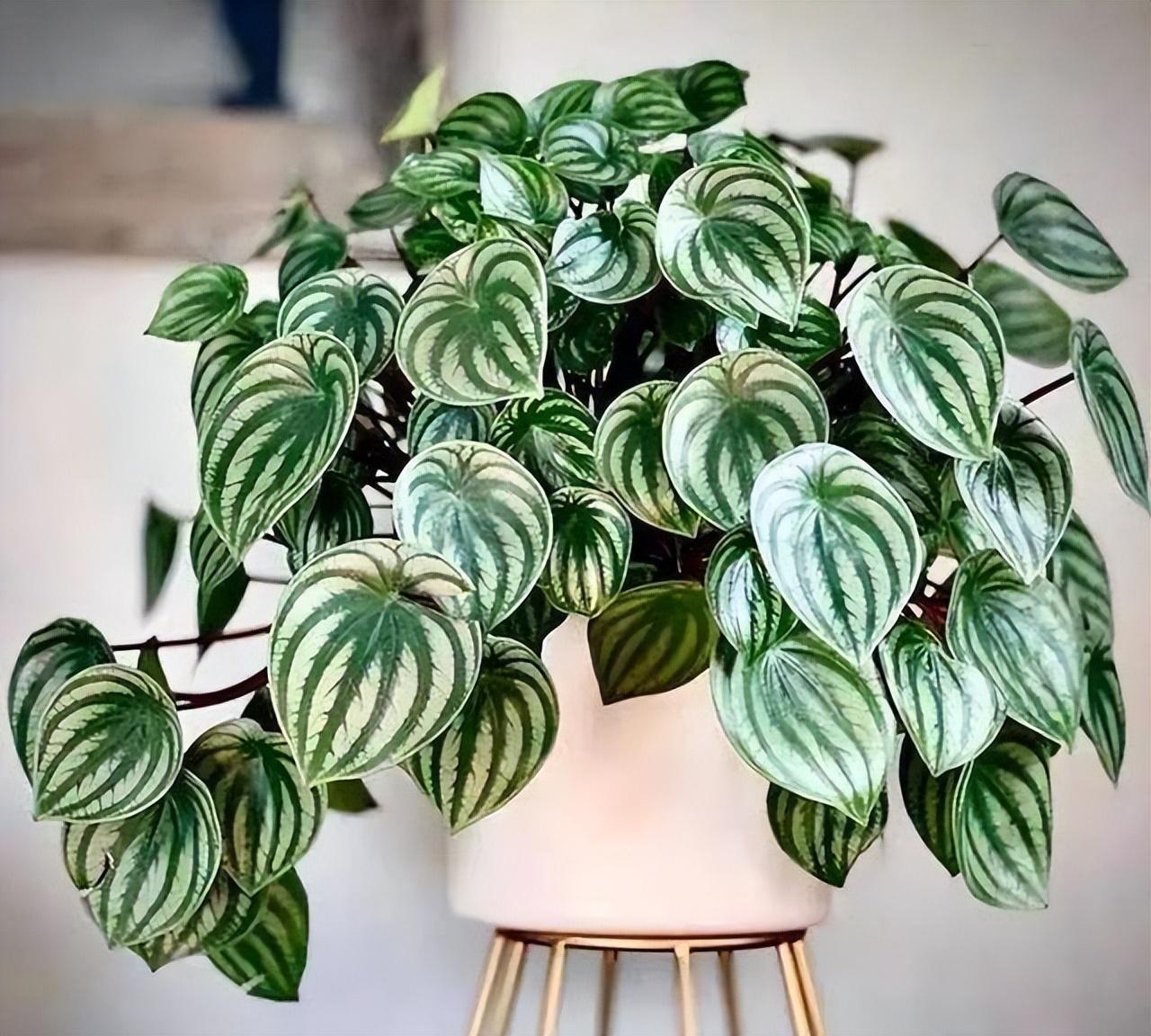 5种“贵族花”,客厅一放,耐荫又高档,美的油画一样(贵族花园图片)