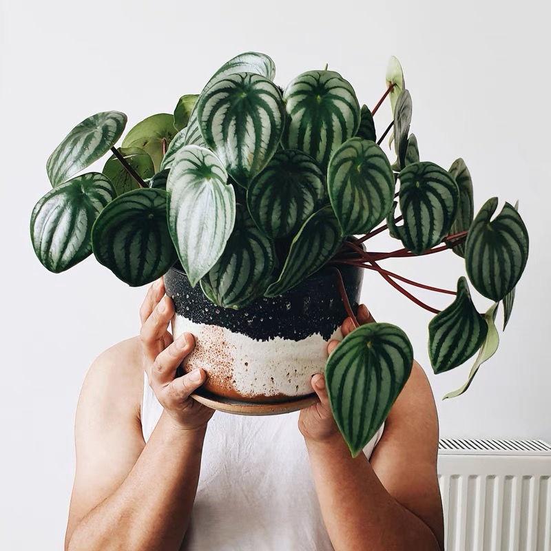 5种“贵族花”,客厅一放,耐荫又高档,美的油画一样(贵族花园图片)