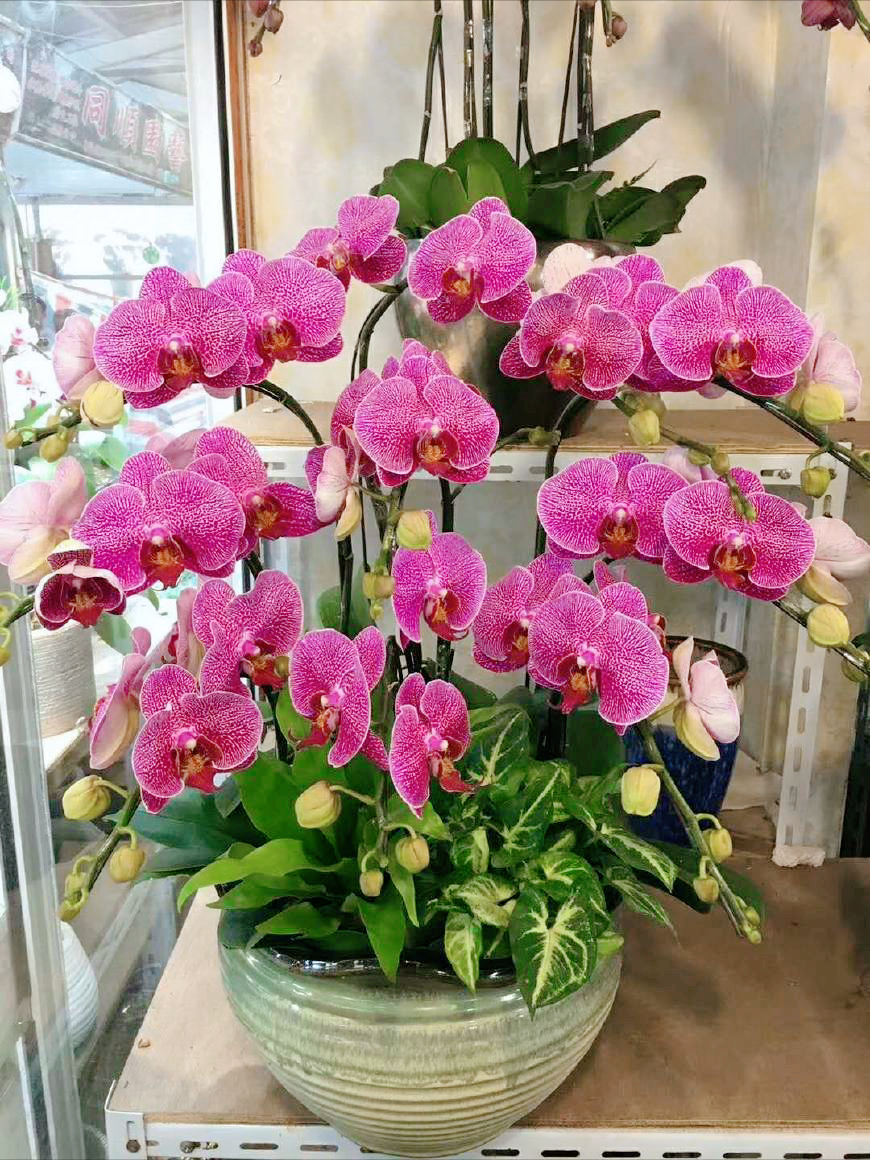 5种“贵族花”,客厅一放,耐荫又高档,美的油画一样(贵族花园图片)