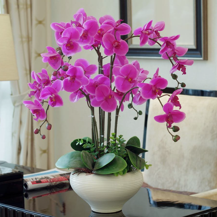 5种“贵族花”,客厅一放,耐荫又高档,美的油画一样(贵族花园图片)