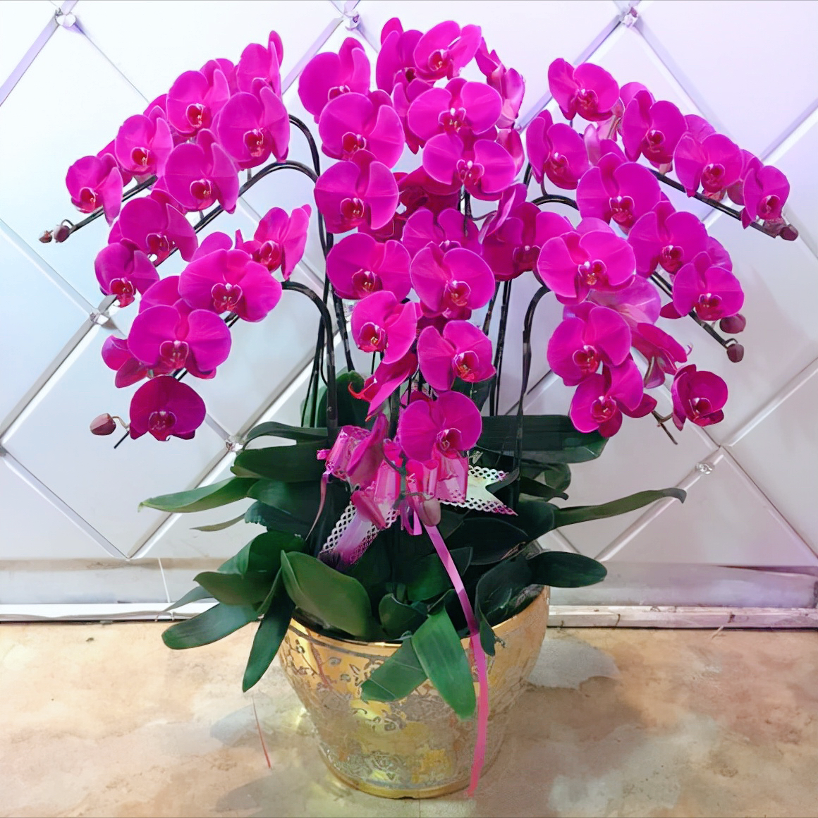 5种“贵族花”,客厅一放,耐荫又高档,美的油画一样(贵族花园图片)