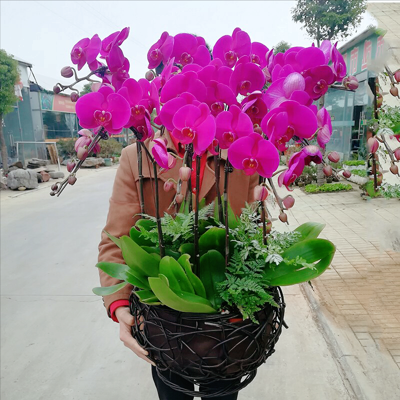 5种“贵族花”,客厅一放,耐荫又高档,美的油画一样(贵族花园图片)