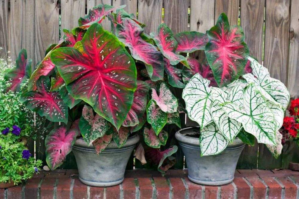 5种“贵族花”,客厅一放,耐荫又高档,美的油画一样(贵族花园图片)