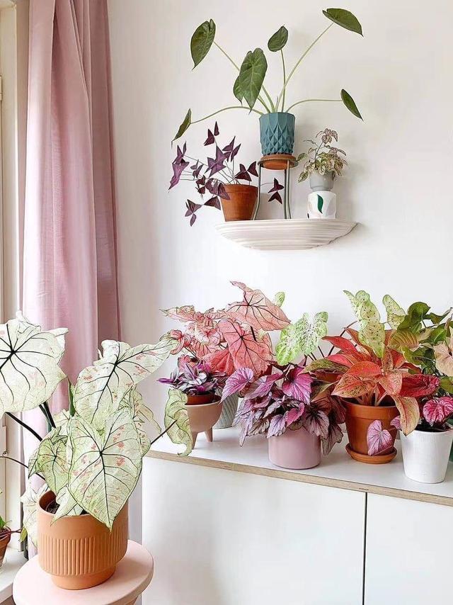 5种“贵族花”,客厅一放,耐荫又高档,美的油画一样(贵族花园图片)