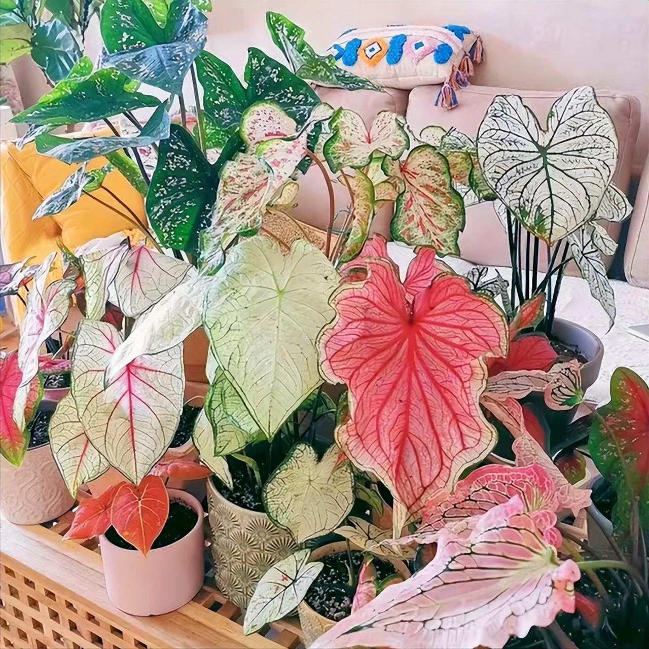 5种“贵族花”,客厅一放,耐荫又高档,美的油画一样(贵族花园图片)