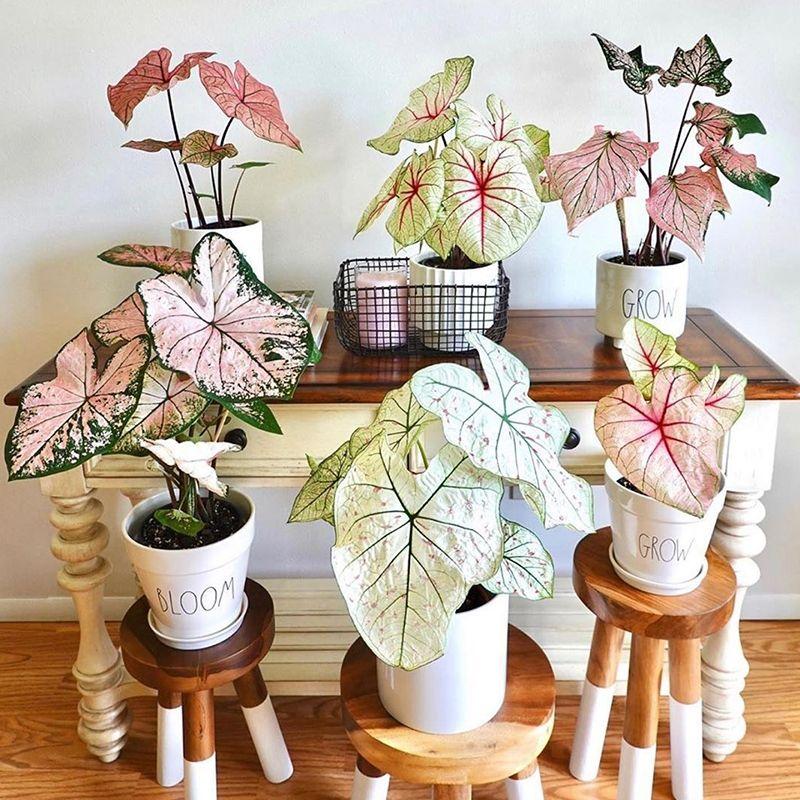 5种“贵族花”,客厅一放,耐荫又高档,美的油画一样(贵族花园图片)