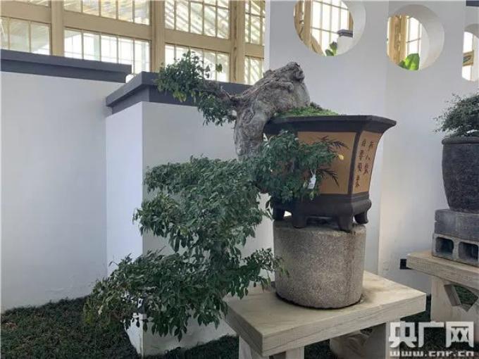 【乡村振兴在行动】江苏如皋:小盆景孕育致富“摇 钱树”(江苏如皋盆景之乡)