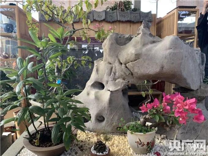 【乡村振兴在行动】江苏如皋:小盆景孕育致富“摇 钱树”(江苏如皋盆景之乡)