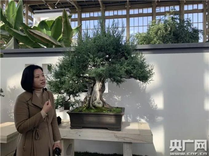 【乡村振兴在行动】江苏如皋:小盆景孕育致富“摇 钱树”(江苏如皋盆景之乡)