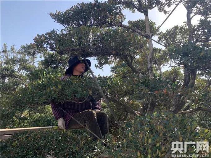 【乡村振兴在行动】江苏如皋:小盆景孕育致富“摇 钱树”(江苏如皋盆景之乡)