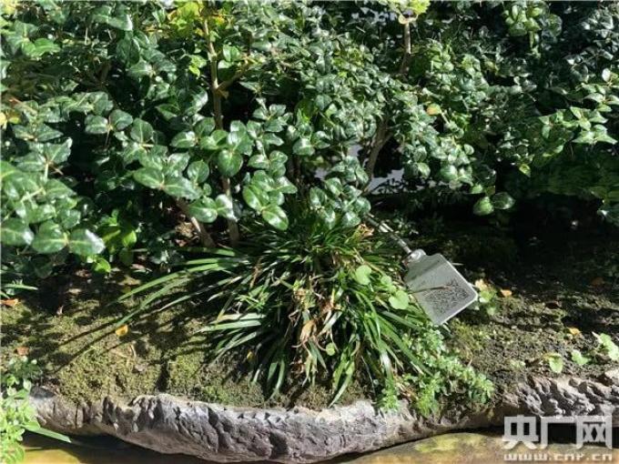 【乡村振兴在行动】江苏如皋:小盆景孕育致富“摇 钱树”(江苏如皋盆景之乡)