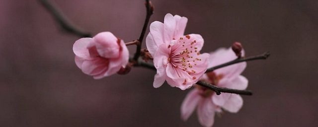 中国十大名贵花卉是哪些?考拉园艺网带你了解最名贵十种花卉(中国最贵的花排行榜第一名)