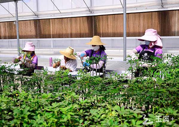 数字赋能高效农业 紫玉花卉盆栽玫瑰销路俏(紫玉花卉图片)