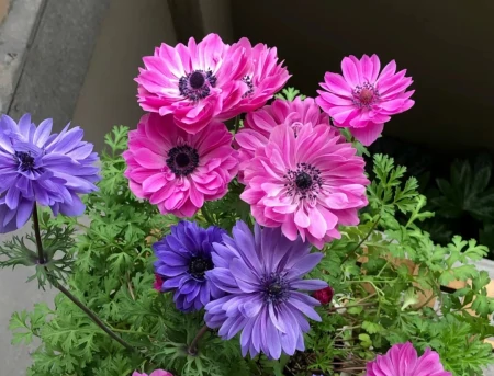 11种不为人知的“小众”花卉,盆栽养起来太美了,适合品位高的人(冷门好听的花名及花语)