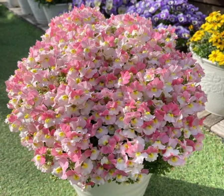 11种不为人知的“小众”花卉,盆栽养起来太美了,适合品位高的人(冷门好听的花名及花语)