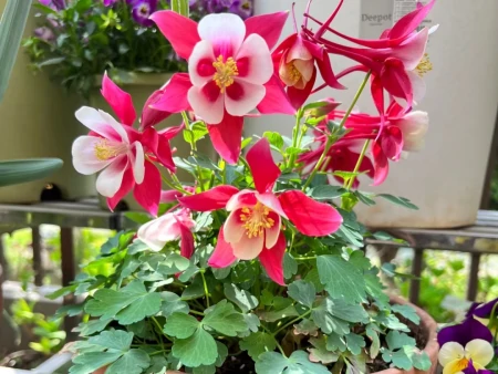 11种不为人知的“小众”花卉,盆栽养起来太美了,适合品位高的人(冷门好听的花名及花语)