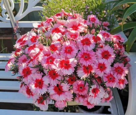 11种不为人知的“小众”花卉,盆栽养起来太美了,适合品位高的人(冷门好听的花名及花语)