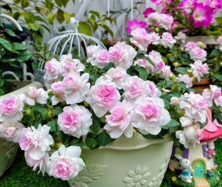 11种不为人知的“小众”花卉,盆栽养起来太美了,适合品位高的人(冷门好听的花名及花语)