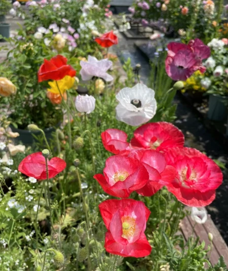 11种不为人知的“小众”花卉,盆栽养起来太美了,适合品位高的人(冷门好听的花名及花语)