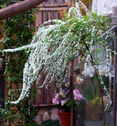 11种不为人知的“小众”花卉,盆栽养起来太美了,适合品位高的人(冷门好听的花名及花语)