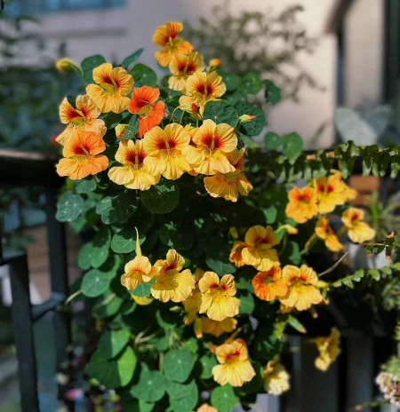 11种不为人知的“小众”花卉,盆栽养起来太美了,适合品位高的人(冷门好听的花名及花语)