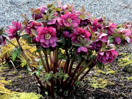 11种不为人知的“小众”花卉,盆栽养起来太美了,适合品位高的人(冷门好听的花名及花语)