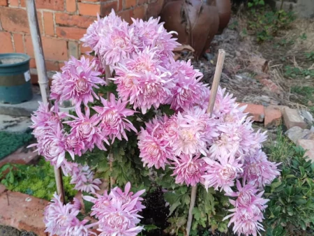 11种不为人知的“小众”花卉,盆栽养起来太美了,适合品位高的人(冷门好听的花名及花语)