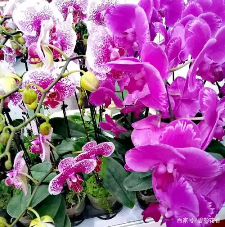 十款年宵花,扮靓您的家(什么叫年宵花)