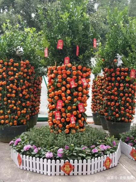 十款年宵花,扮靓您的家(什么叫年宵花)