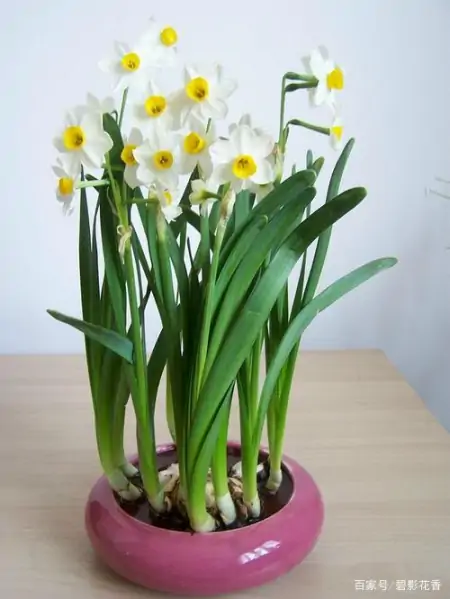 十款年宵花,扮靓您的家(什么叫年宵花)