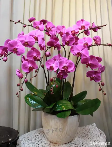 十款年宵花,扮靓您的家(什么叫年宵花)