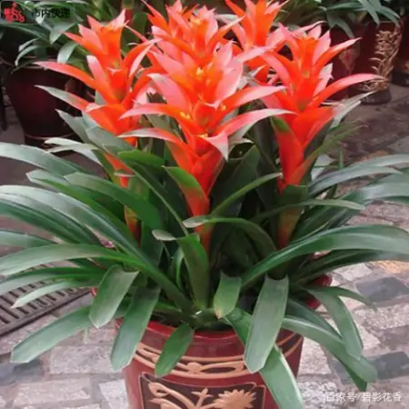 十款年宵花,扮靓您的家(什么叫年宵花)