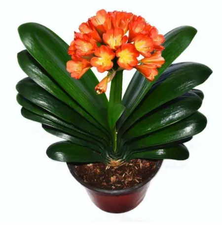 十款年宵花,扮靓您的家(什么叫年宵花)