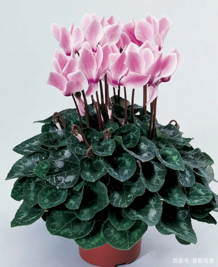 十款年宵花,扮靓您的家(什么叫年宵花)